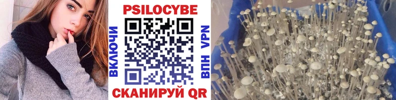 купить   Ардатов  Псилоцибиновые грибы Cubensis 